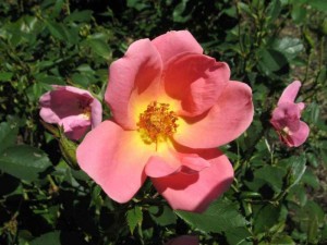 RAINBOW KNOCKOUT (floribunda)
